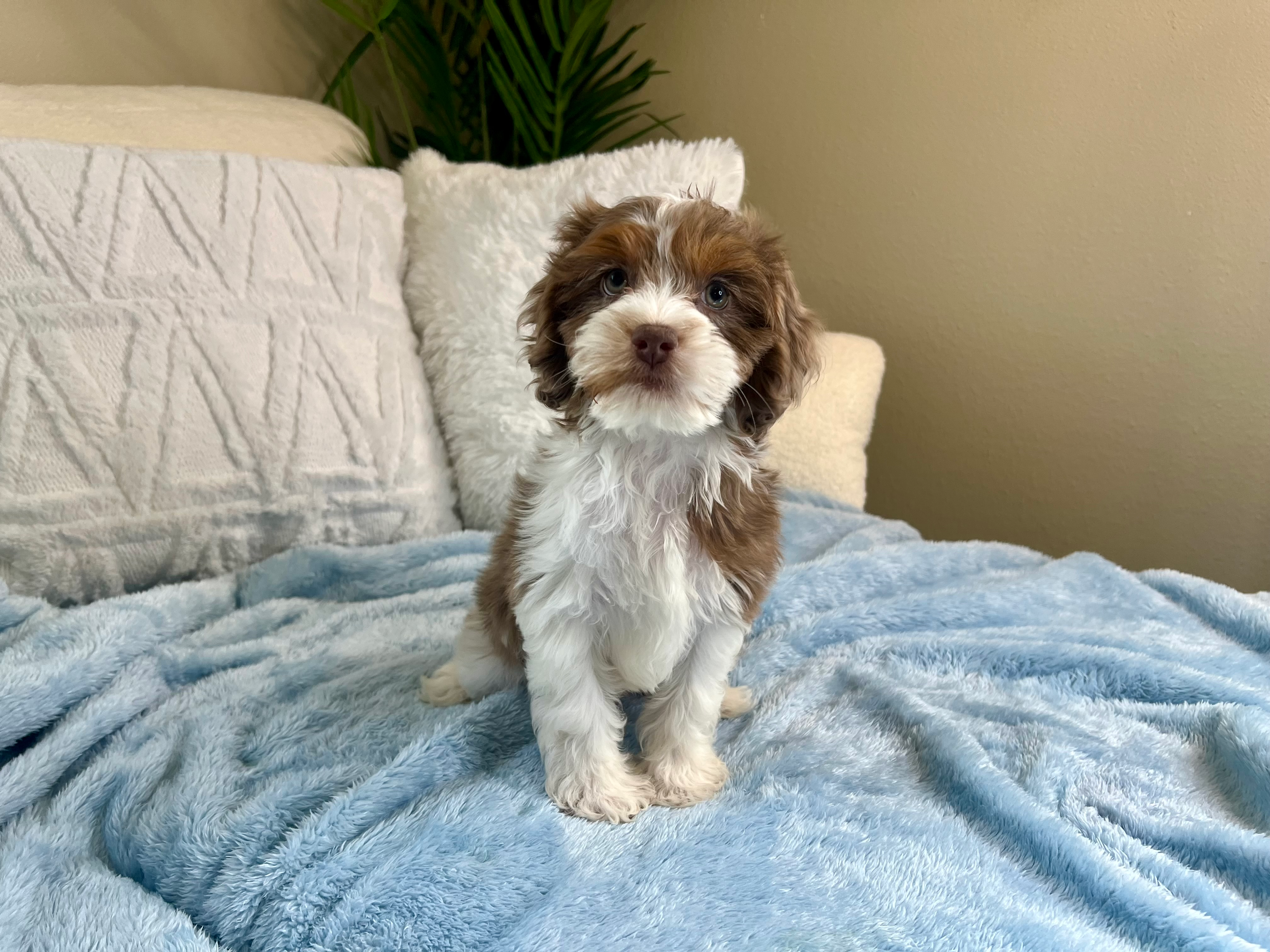 Cute Cockapoo Baby