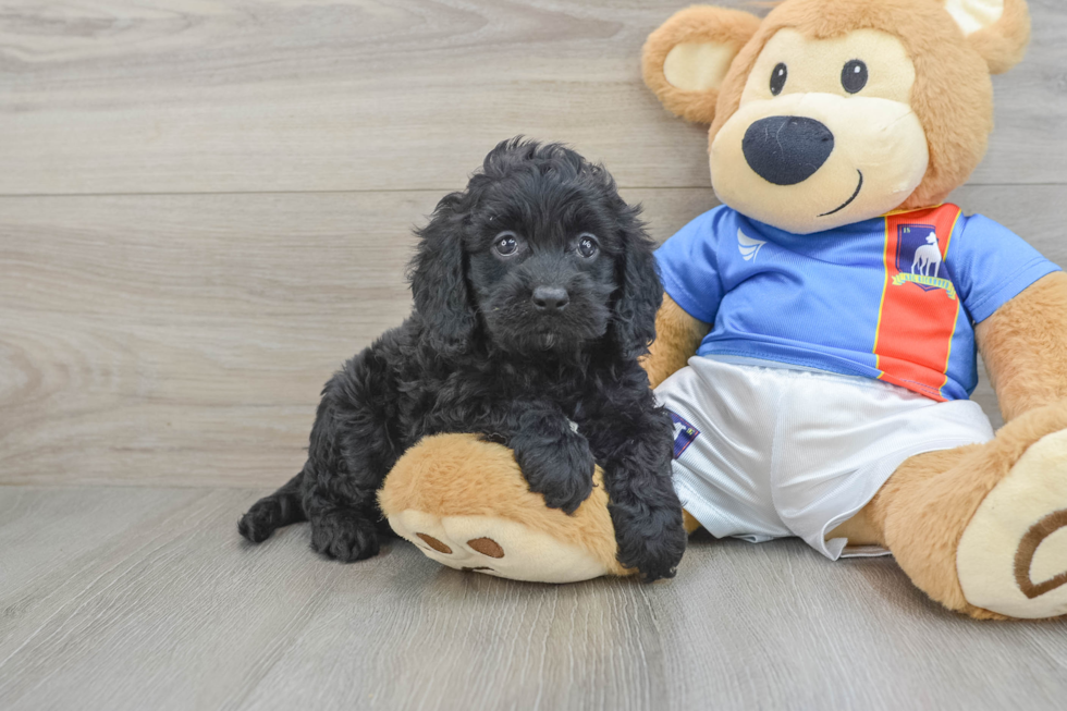 Friendly Cockapoo Baby