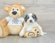 6 week old Cockapoo Puppy For Sale - Lone Star Pups