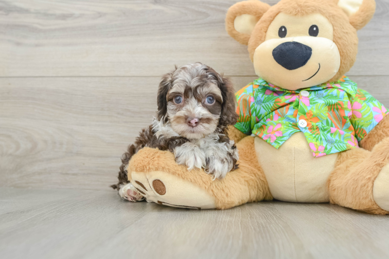Meet Denim - our Cockapoo Puppy Photo 1/3 - Lone Star Pups
