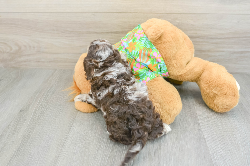 Meet Denim - our Cockapoo Puppy Photo 2/3 - Lone Star Pups
