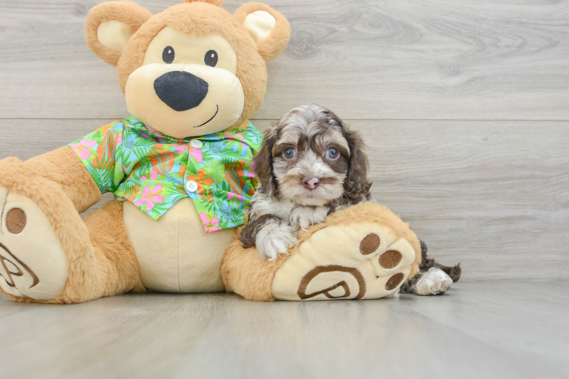 Meet Denim - our Cockapoo Puppy Photo 3/3 - Lone Star Pups