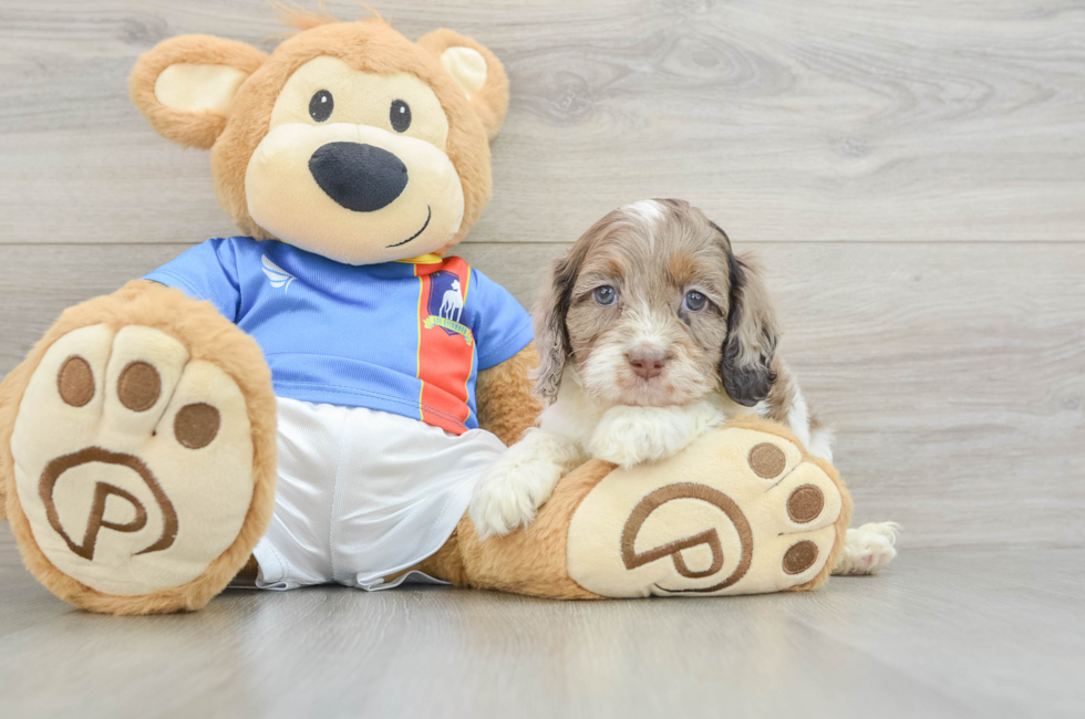 5 week old Cockapoo Puppy For Sale - Lone Star Pups
