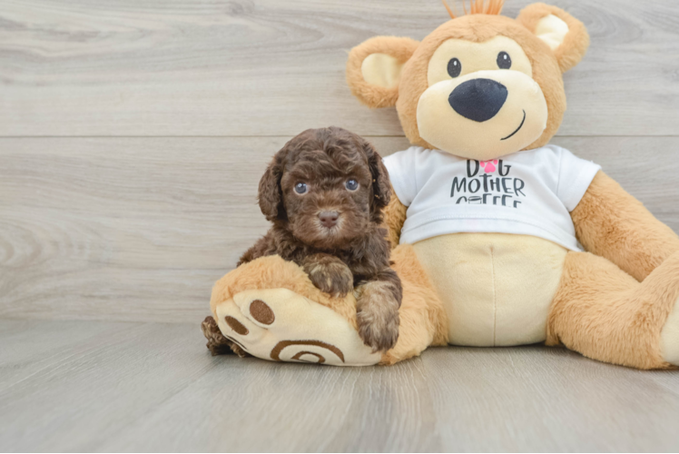 Cockapoo Puppy for Adoption