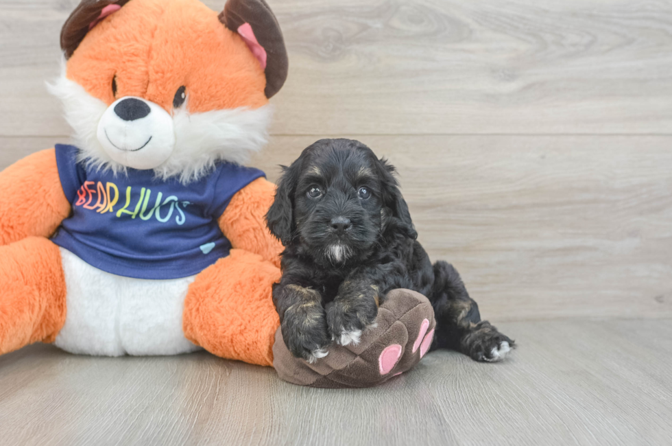 5 week old Cockapoo Puppy For Sale - Lone Star Pups