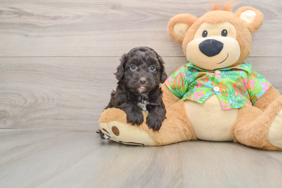 Fluffy Cockapoo Poodle Mix Pup
