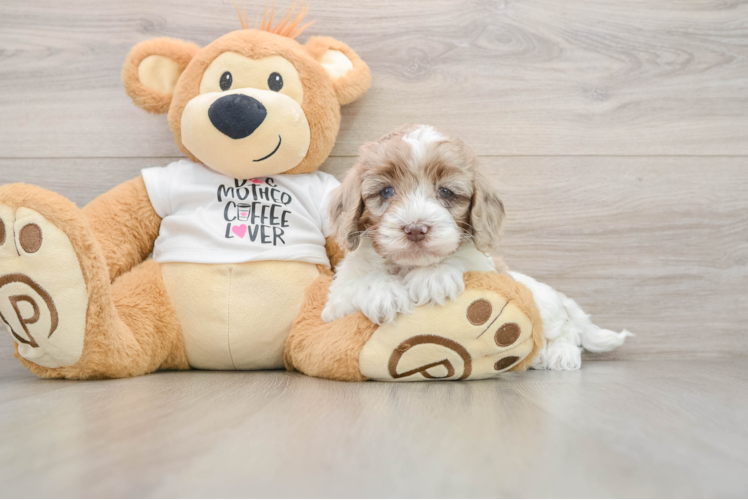 Cockapoo Puppy for Adoption