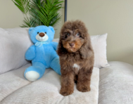 9 week old Cockapoo Puppy For Sale - Lone Star Pups
