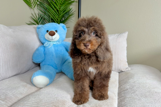 Best Cockapoo Baby