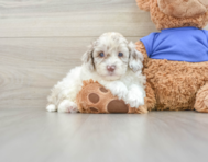 8 week old Cockapoo Puppy For Sale - Lone Star Pups