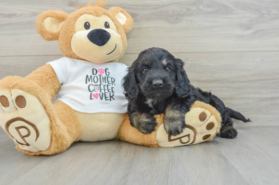 5 week old Cockapoo Puppy For Sale - Lone Star Pups