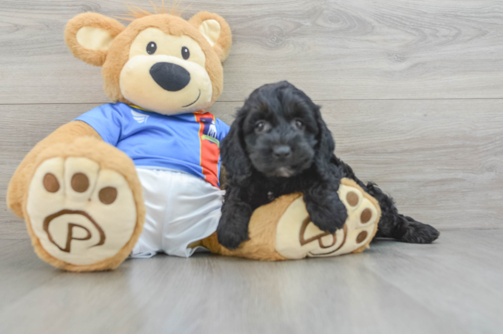 6 week old Cockapoo Puppy For Sale - Lone Star Pups