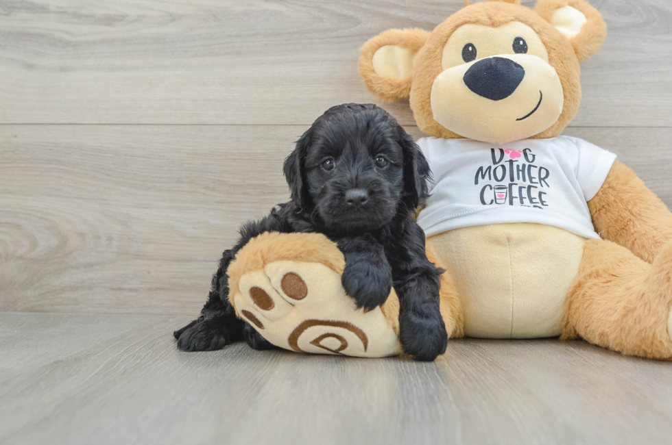 5 week old Cockapoo Puppy For Sale - Lone Star Pups