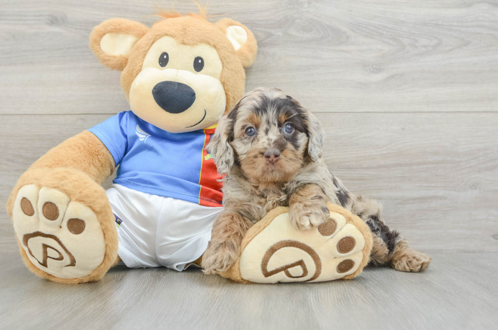 5 week old Cockapoo Puppy For Sale - Lone Star Pups