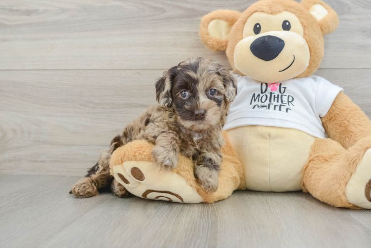 Cockapoo Puppy for Adoption