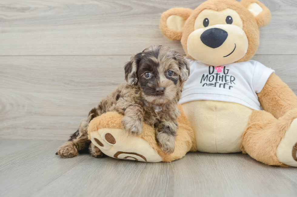 5 week old Cockapoo Puppy For Sale - Lone Star Pups