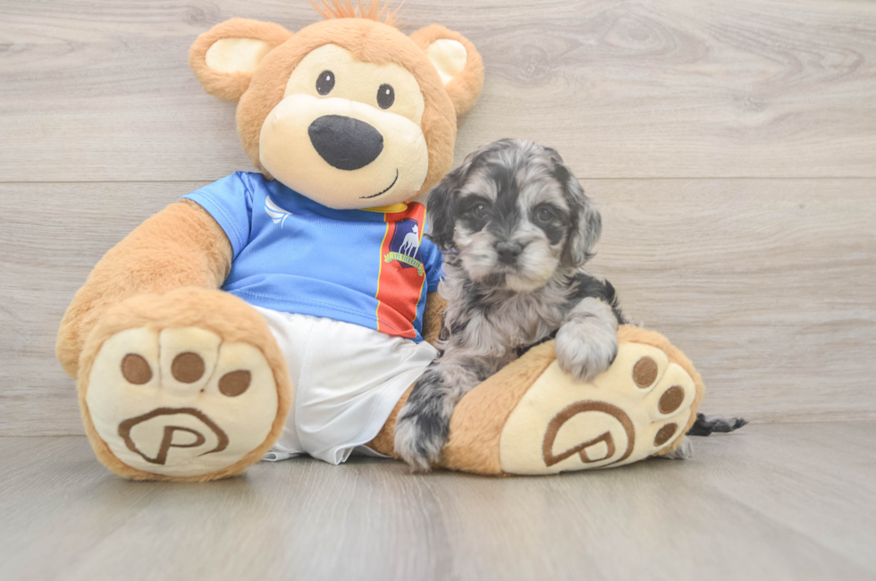 5 week old Cockapoo Puppy For Sale - Lone Star Pups