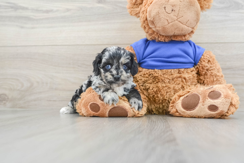 Best Cockapoo Baby