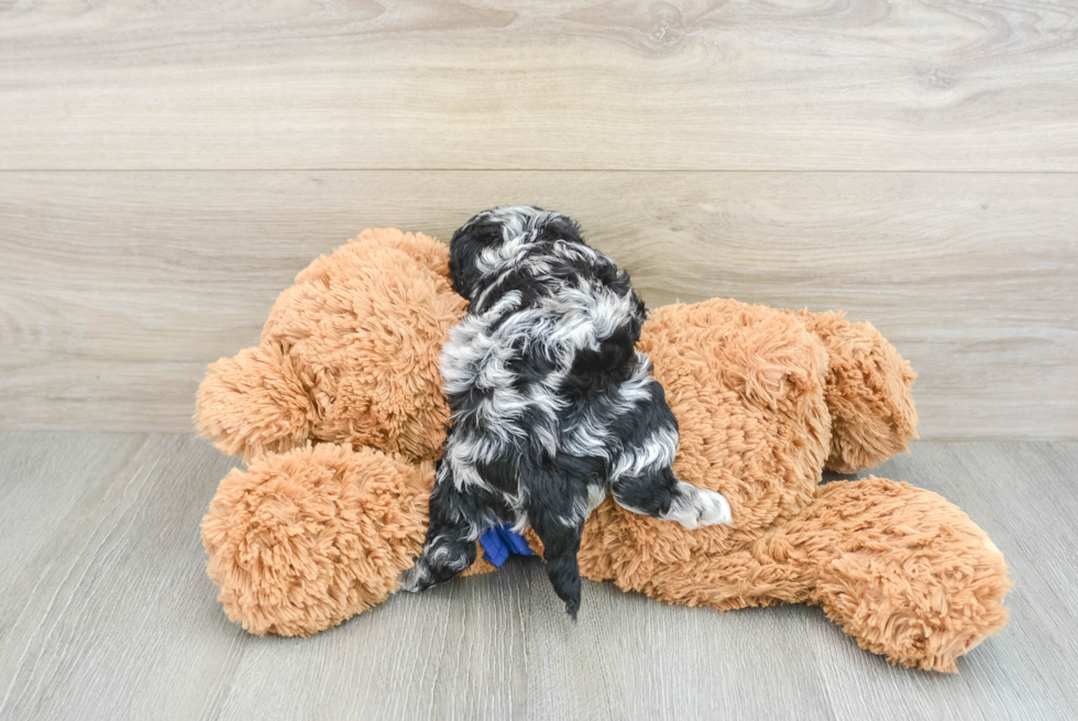 Cockapoo Puppy for Adoption