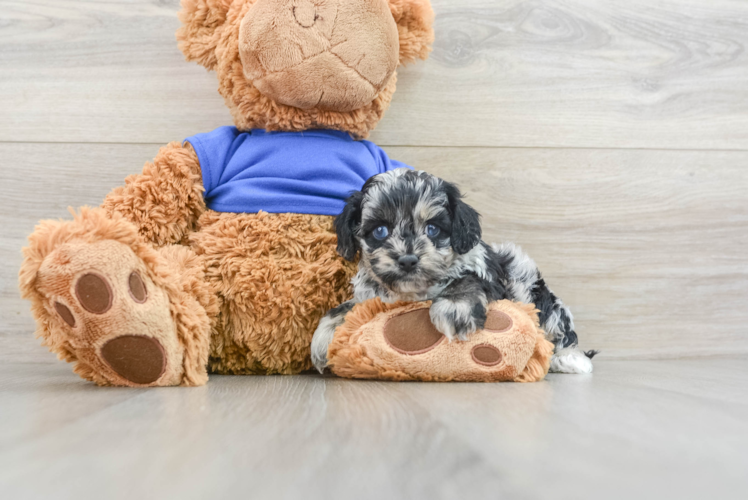Best Cockapoo Baby