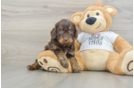 Best Cockapoo Baby