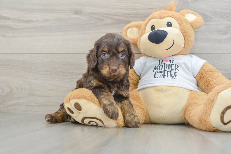 Best Cockapoo Baby