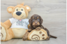 Cockapoo Puppy for Adoption