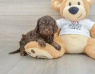 7 week old Cockapoo Puppy For Sale - Lone Star Pups