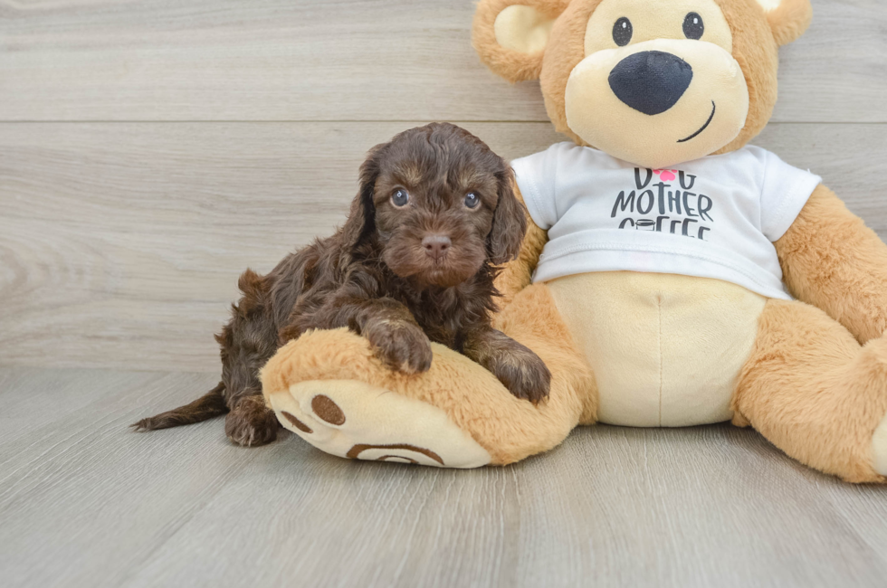 5 week old Cockapoo Puppy For Sale - Lone Star Pups