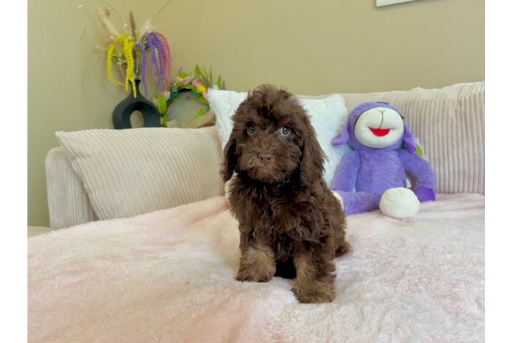 Cockapoo Puppy for Adoption