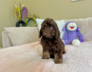 9 week old Cockapoo Puppy For Sale - Lone Star Pups