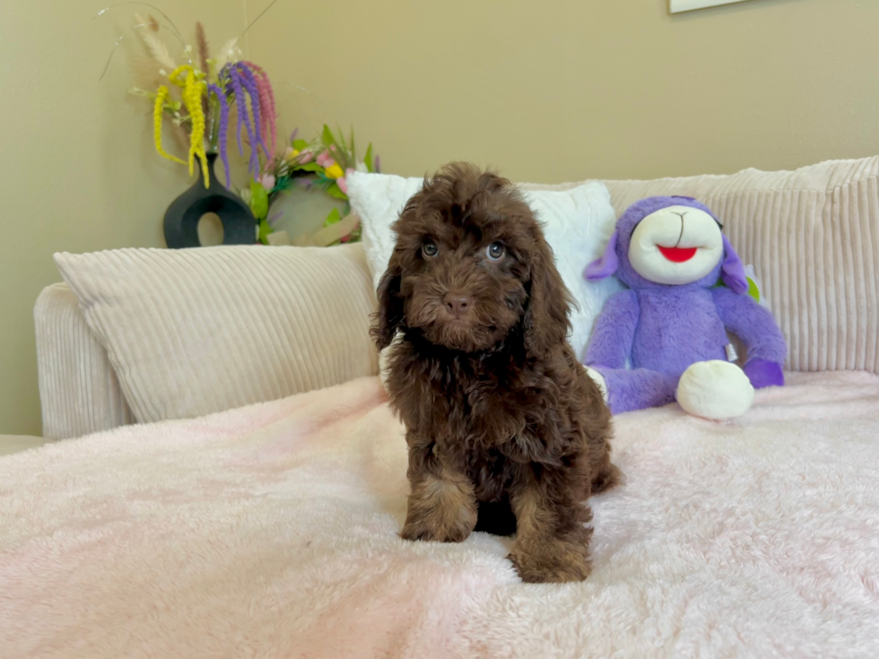 Cockapoo Puppy for Adoption