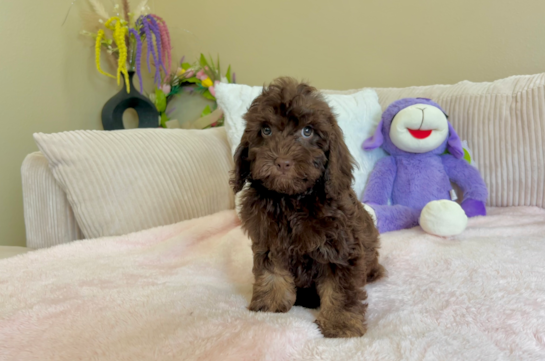 Cockapoo Puppy for Adoption
