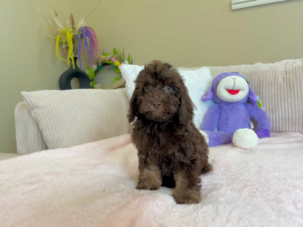 Cockapoo Pup Being Cute