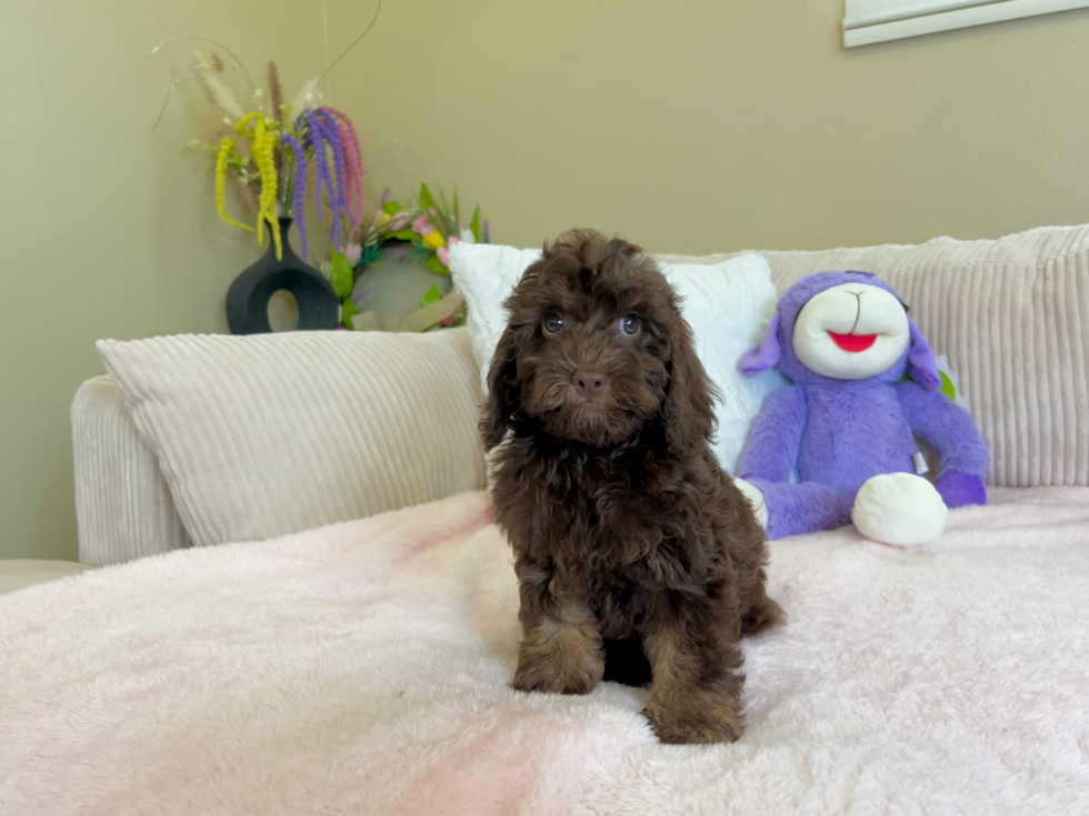 Cute Cockapoo Baby