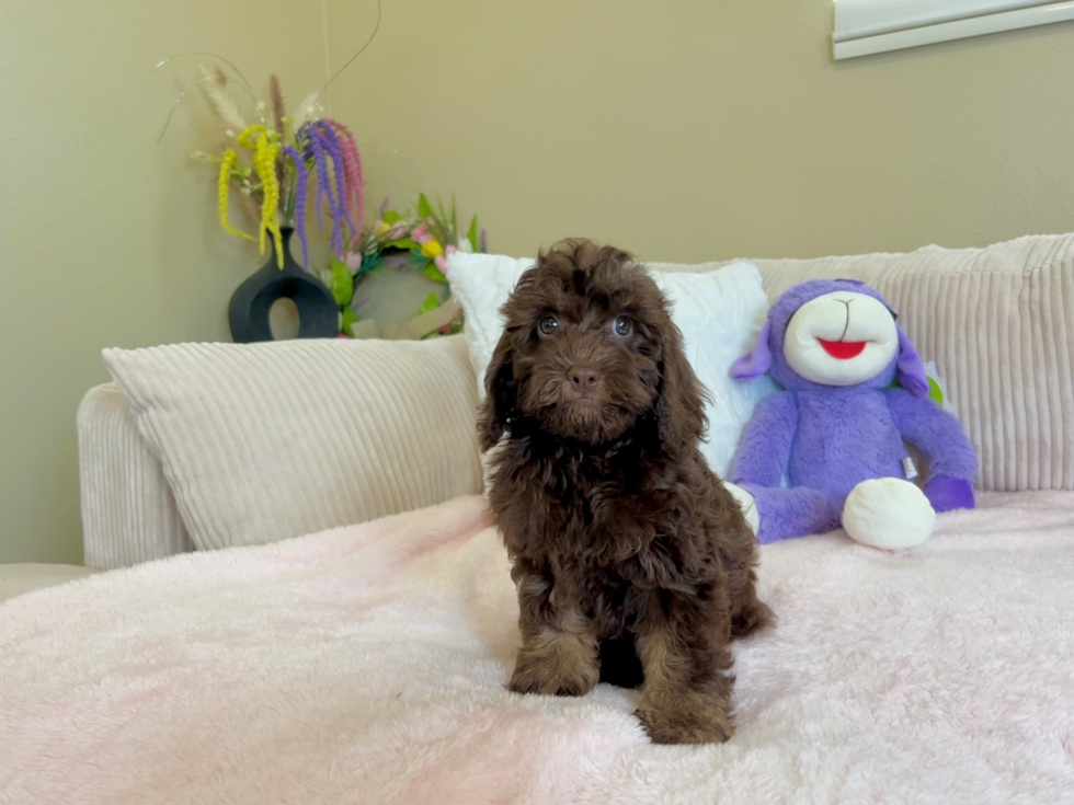 Cockapoo Puppy for Adoption