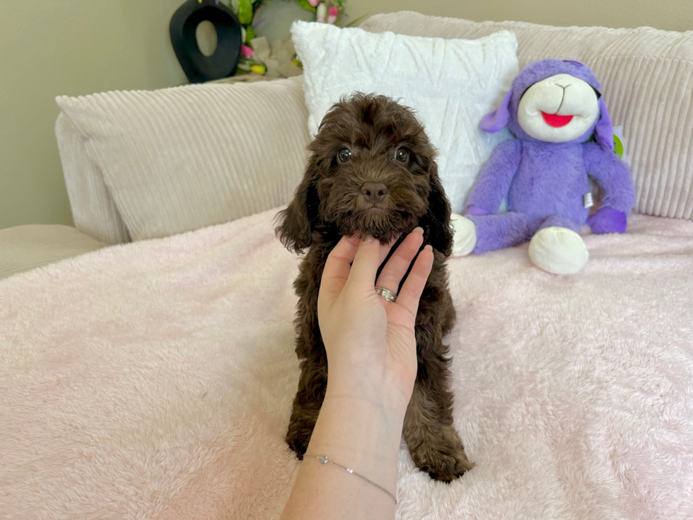 Cute Cockapoo Baby