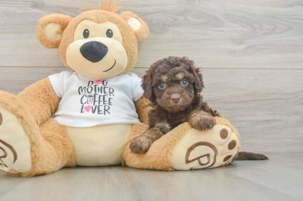 5 week old Cockapoo Puppy For Sale - Lone Star Pups