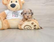 8 week old Cockapoo Puppy For Sale - Lone Star Pups