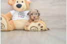 Sweet Cockapoo Baby