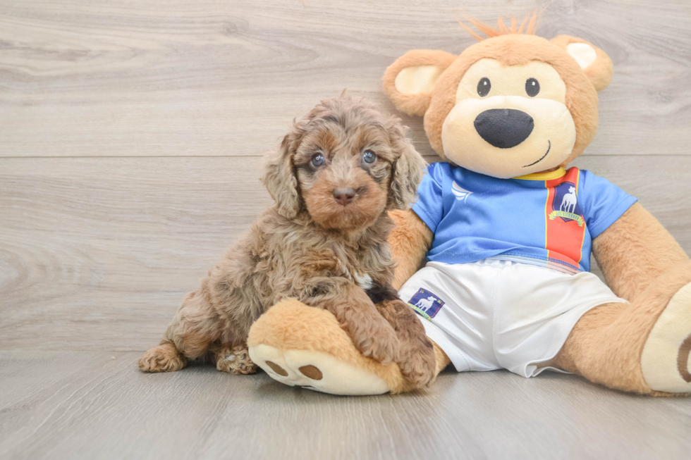 Playful Cocker Doodle Poodle Mix Puppy