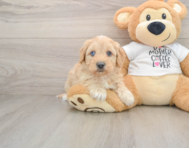 5 week old Cockapoo Puppy For Sale - Lone Star Pups