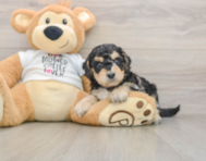 5 week old Cockapoo Puppy For Sale - Lone Star Pups