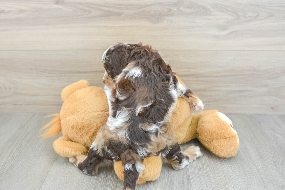 Best Cockapoo Baby