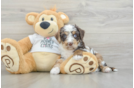 Friendly Cockapoo Baby