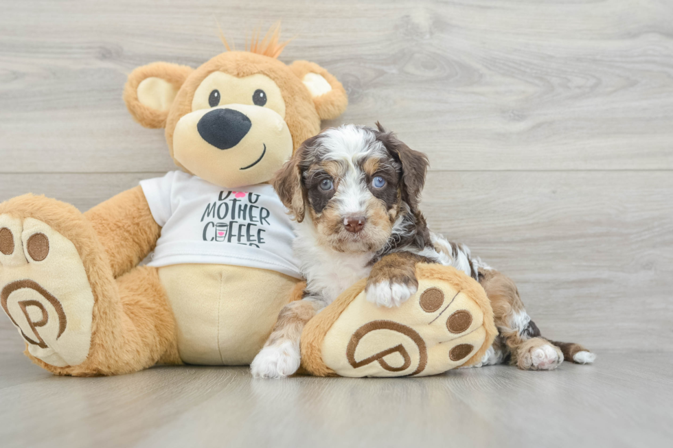 Friendly Cockapoo Baby