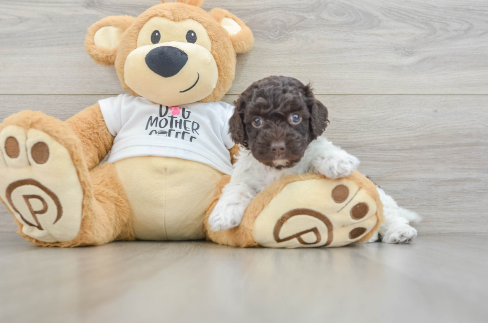 5 week old Cockapoo Puppy For Sale - Lone Star Pups