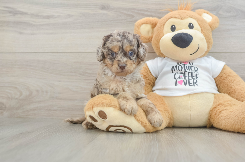 5 week old Cockapoo Puppy For Sale - Lone Star Pups