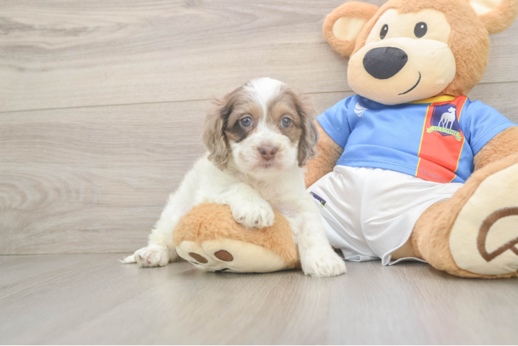 Funny Cockapoo Poodle Mix Pup