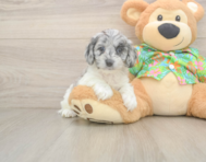 6 week old Cockapoo Puppy For Sale - Lone Star Pups